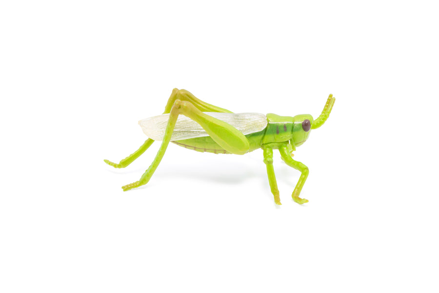 Figurine Sauterelle Papo en PVC, thème insectes, Collection Animaux des jardins, jouet éducatif idéal pour enfants et collectionneurs